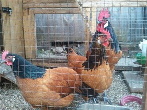 Сколько живет курица в домашних условиях? Сколько живут петухи ...