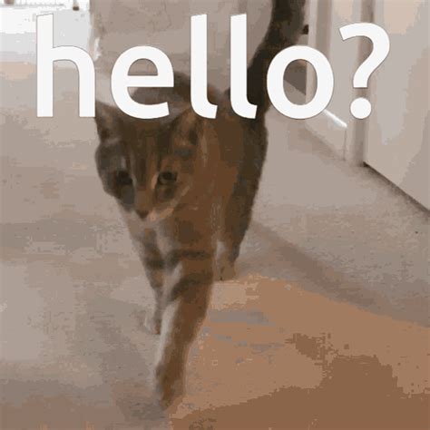 Hello Hi GIF - Hello Hi - Discover & Share GIFs