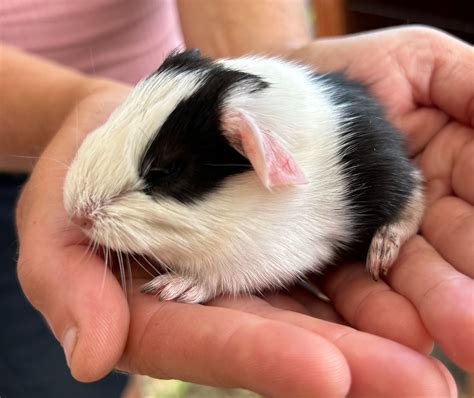 Guinea Pig Babies For Sale