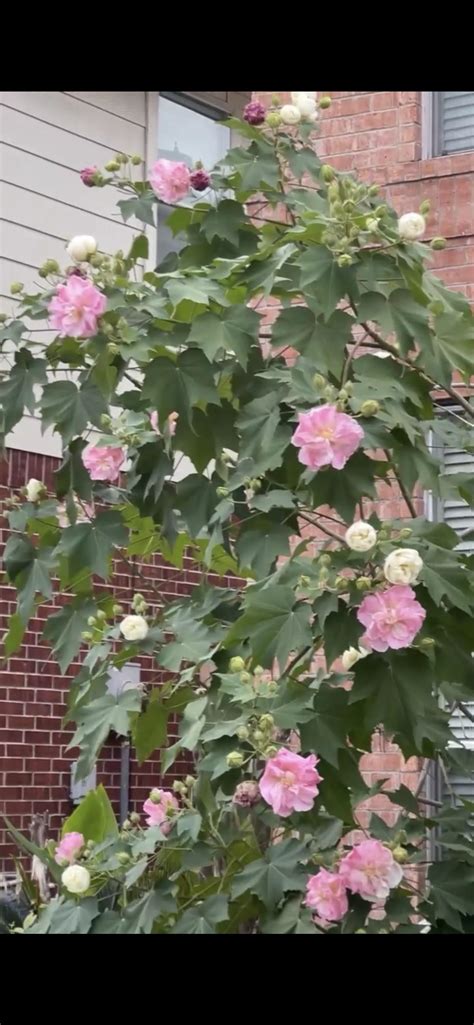 Upside down lily pad? : r/PlantIdentification