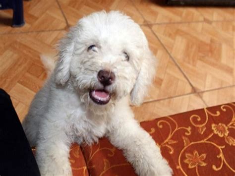 En Recuerdo a Peluchin - Mascotas en el Cielo