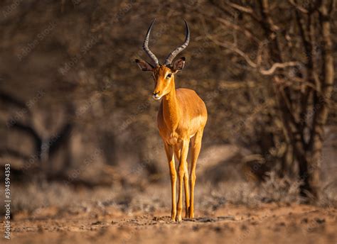 Impala (Aepyceros melampus) in front-view Stock Photo | Adobe Stock