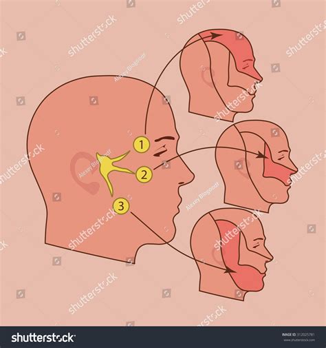 Trigeminal Nerve Stock Vector (Royalty Free) 312025781 | Shutterstock