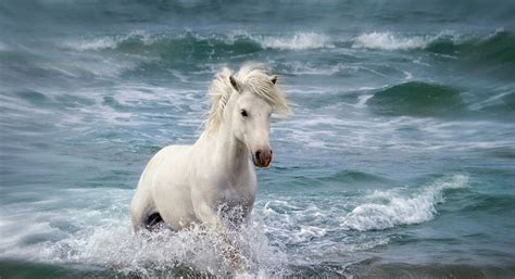 Caballo Fondo de pantalla HD | Fondo de Escritorio | 2047x1113 | ID ...
