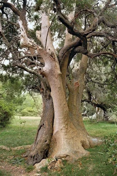 Tree - Rare, Ancient, Symbolic | Britannica