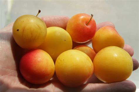 A Yellow Plum - General Fruit Growing - Growing Fruit