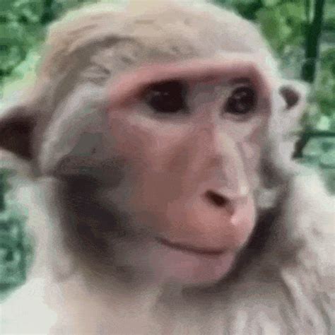 funny monkey gif funny monkey monkey discover share gifs