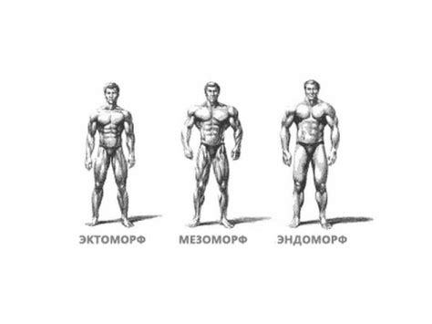 Эктоморф мезоморф эндоморф - как определить?