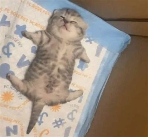 Пин на доске Meow | Котята, Смешные котята, Милые котики