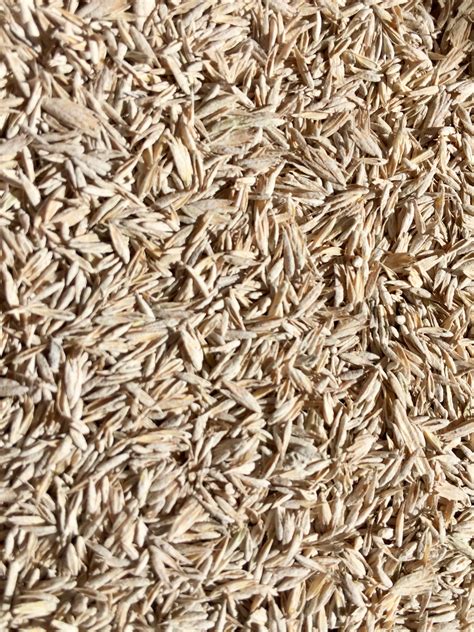 Orchardgrass Seed