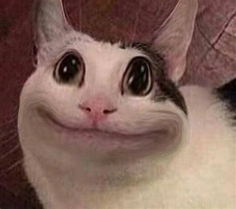 Polite Cat Amino Amino | Mèo đẹp, Động vật, Ảnh động vật hài hước