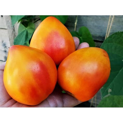 Апельсиновое Манго (Orange Mango)