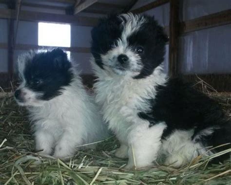 Pomeranian, shi Tzu, rat terrier mix for Sale in Allensburg, Ohio ...