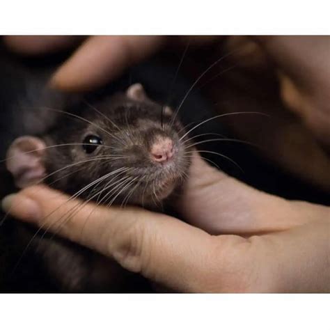 69 Best Pet Rat Names (Split By Male, Female, And Pairs)