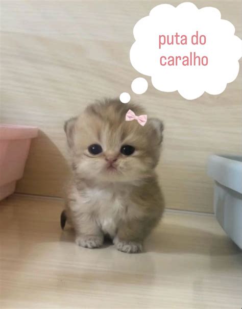 Foto De Gato Fofo - 5