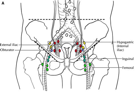 Vagina | SpringerLink