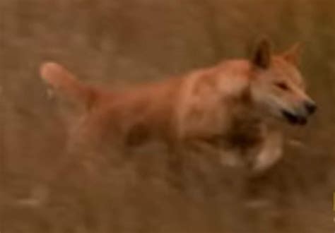 The last Thylacine was seen in... - Aussie Canis dingo DAY