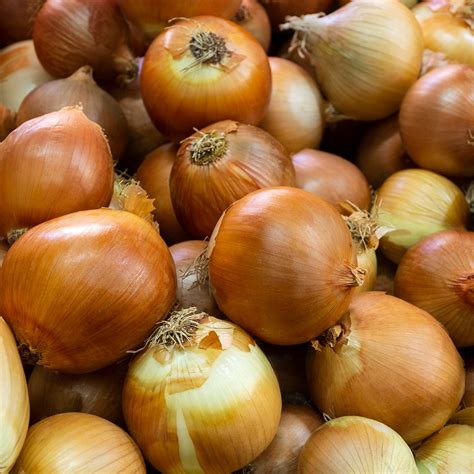 Spanish Onion Single – shoora fresh