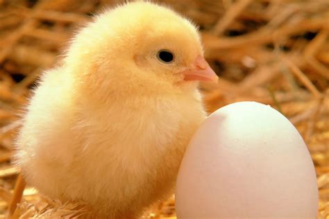 Junk Explained: Why "Free Range" Eggs Aren't All They're Cracked Up To Be