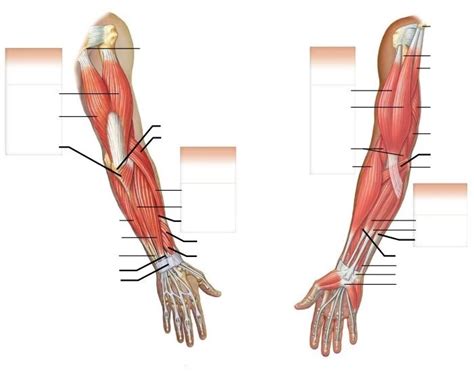 Muscles of right arm Quiz