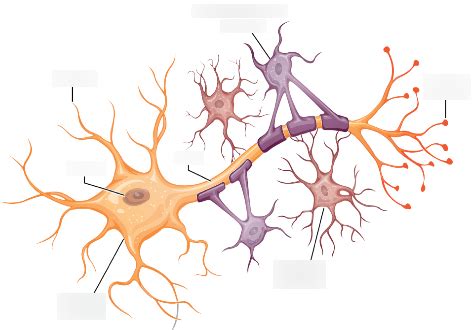 neurons  glial cells diagram quizlet