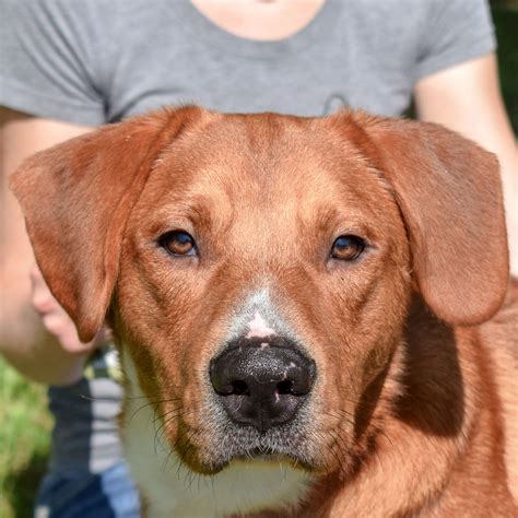 Why the kanawha animal shelter just received a record donation 5