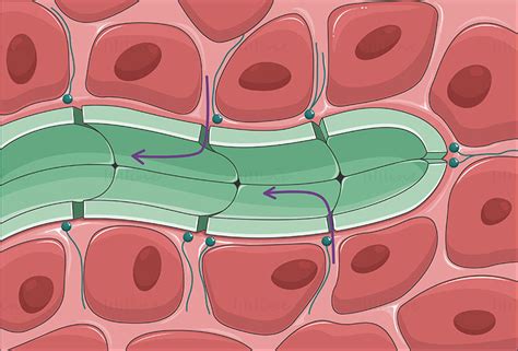 lymphatic capillary vector