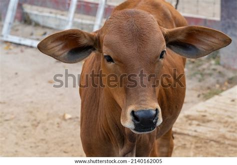 72 Red Sindhi Cow Images, Stock Photos, 3D objects, & Vectors ...