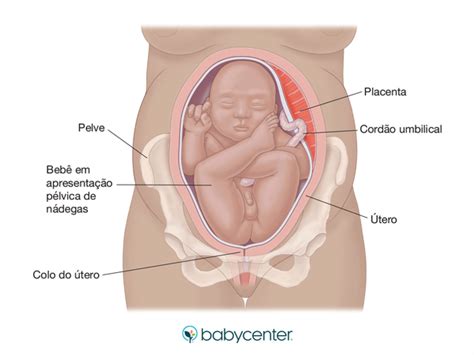 O Bebê Fica Dentro Do Útero