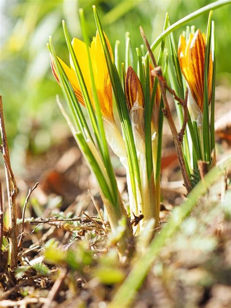 Flower Crocus Bloom - Free photo on Pixabay
