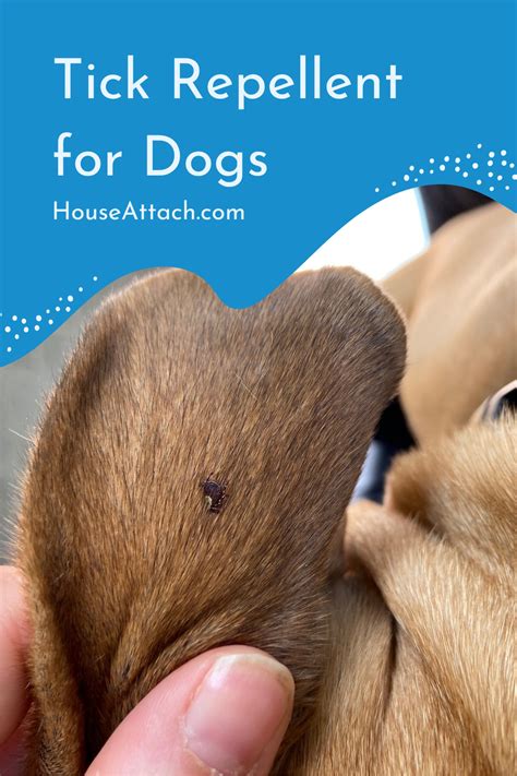 How to Get Rid of Ticks from Home and Garden