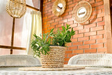 Simple Homemade Mosquito Repellent That Really Works - LeafyJournal