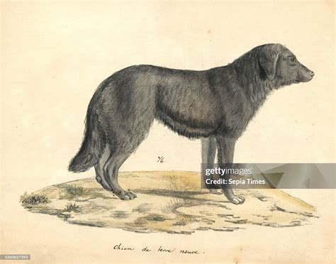canis lupus familiaris print  domestic dog   member