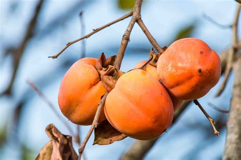 Everything You Need to Know About Growing Persimmons | McDonald Garden