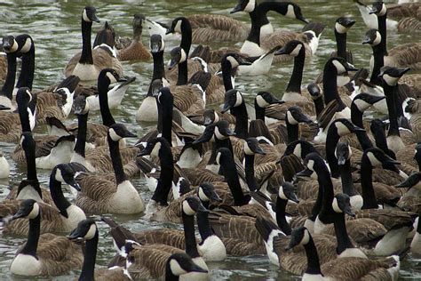 What Is Culling and Why Are Birds Culled?