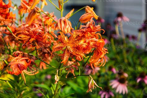 large cluster of Double Tiger Lily blossoms 47006860 Stock Photo at