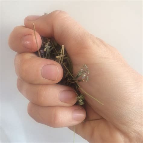 Седативный (успокоительный) сбор, 100 г.