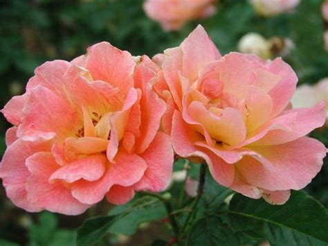 'Talisman ' Rose Photo | Rose, Rose photos, Tea roses