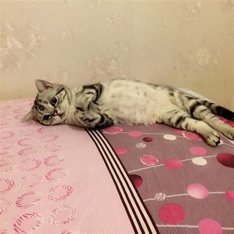 Meet Saddest Cat LUHU, a Tabby by breed | Reckon Talk