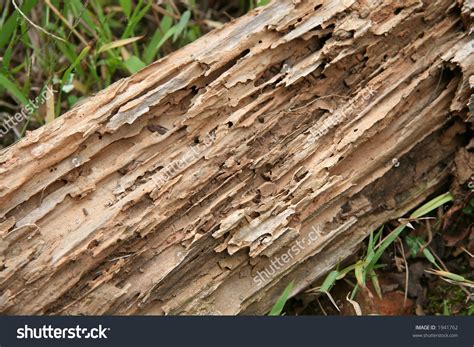 kayu pinus  disukai rayap ternyata  alasannya