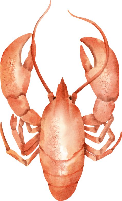 watercolor lobster sea food  png