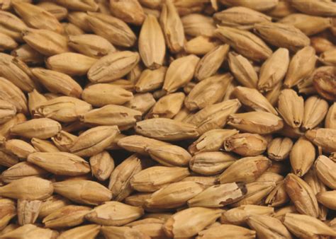 Grain > Specialty Malts > Toasted, Light Roast & Kilned Malts | The ...