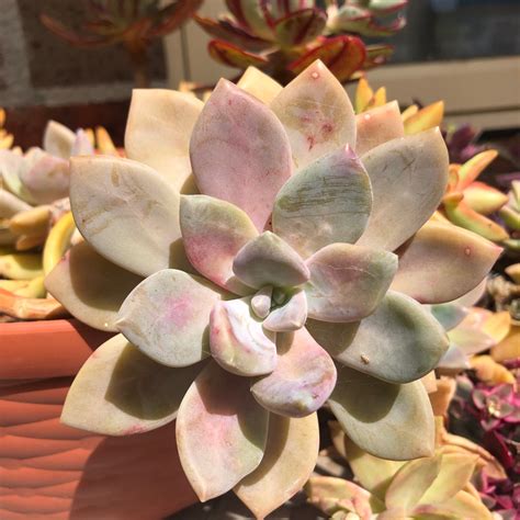 x Pachyveria Pachyphytoides, Pachyveria 'Pachyphytoides' in GardenTags ...