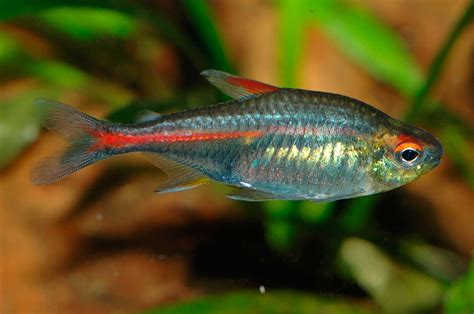 Hemigrammus erythrozonus - Pets and Vets