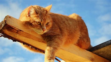 Коты рыжие фото на рабочий стол - подборка