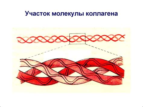 Обмен белков - презентация онлайн