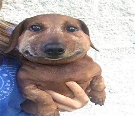Create meme "dachshund smiles meme, Raphael, dog Dachshund" - Pictures ...