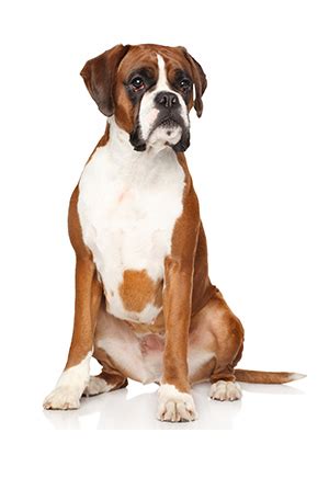 Care for Boxer dogs, brushing, bathing, and haircuts