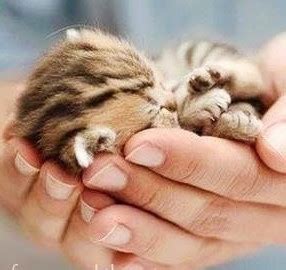 rusty-spotted cat baby - rusty spotted cat in hand