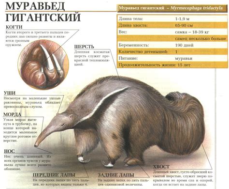 Муравьед. Сайт про зверей - ZveroSite.ru